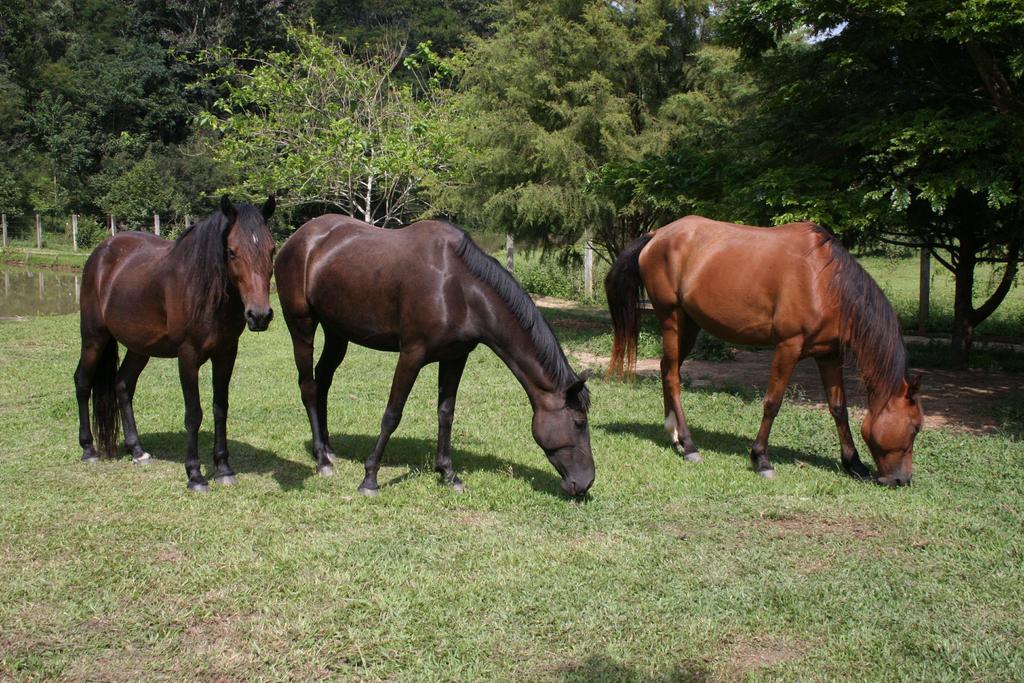 Pousada Ribeirao Do Ouro Itamonte Exterior photo